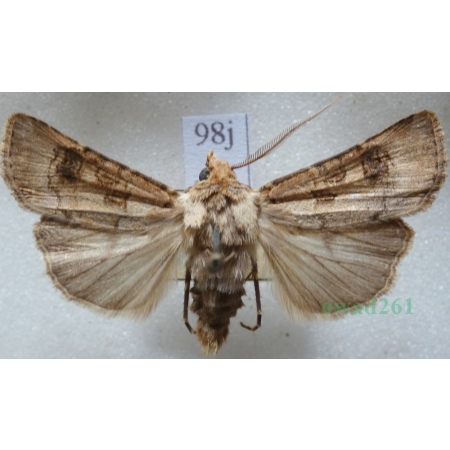 Agrotis clavis (Hufnagel, 1766) male Rolnica Czech98j